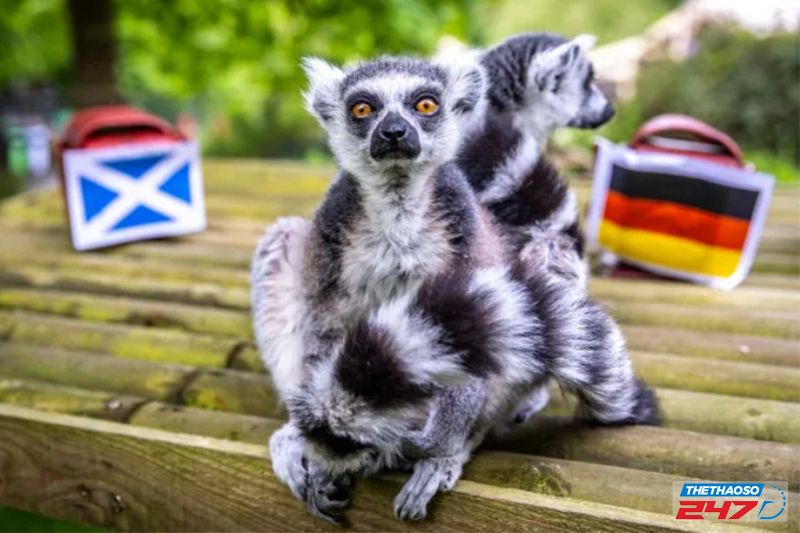 Sở thú Edinburgh lựa chọn vượn cáo đuôi chuông làm nhà tiên tri cho những trận đấu của ĐT Scotland