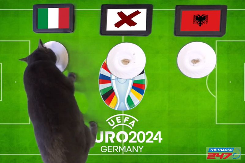 Mèo tiên tri Cass dự đoán Italia vượt qua Albania trong trận ra quân tại EURO 2024